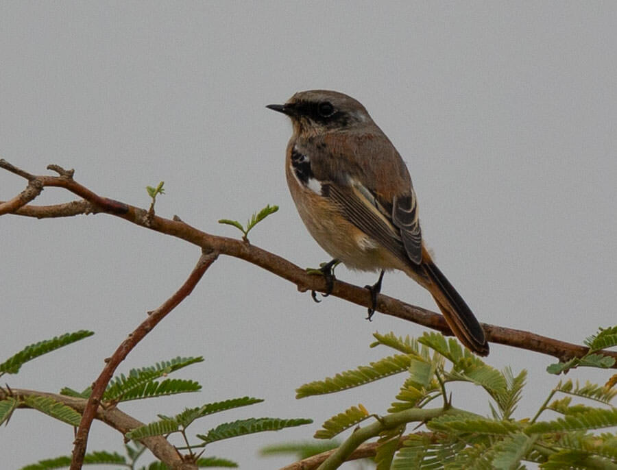 Eversmann's Redstart perched on a branch of a tree