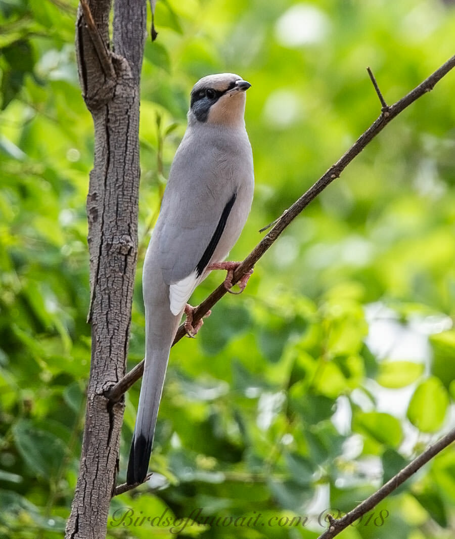 Hypocolius perched on a branch of a tree