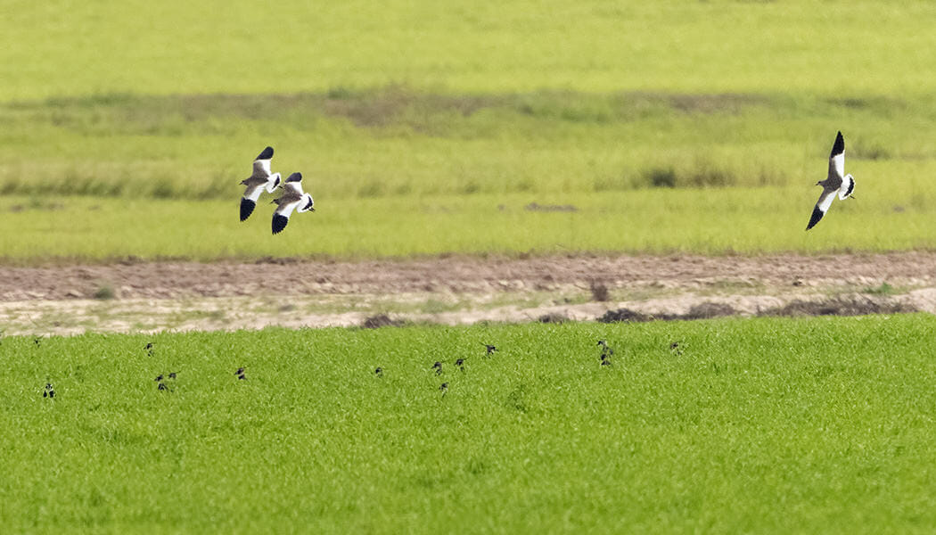 3 White-tailed Lapwings in flight