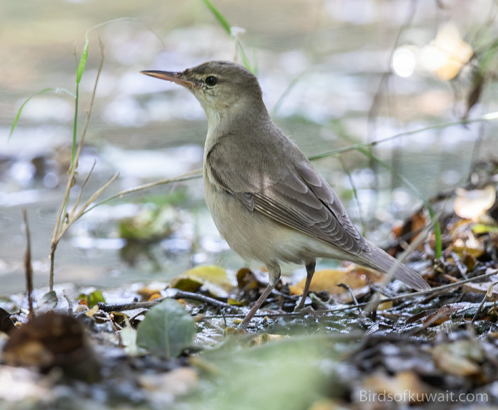 Basra Reed Warbler Acrocephalus griseldis