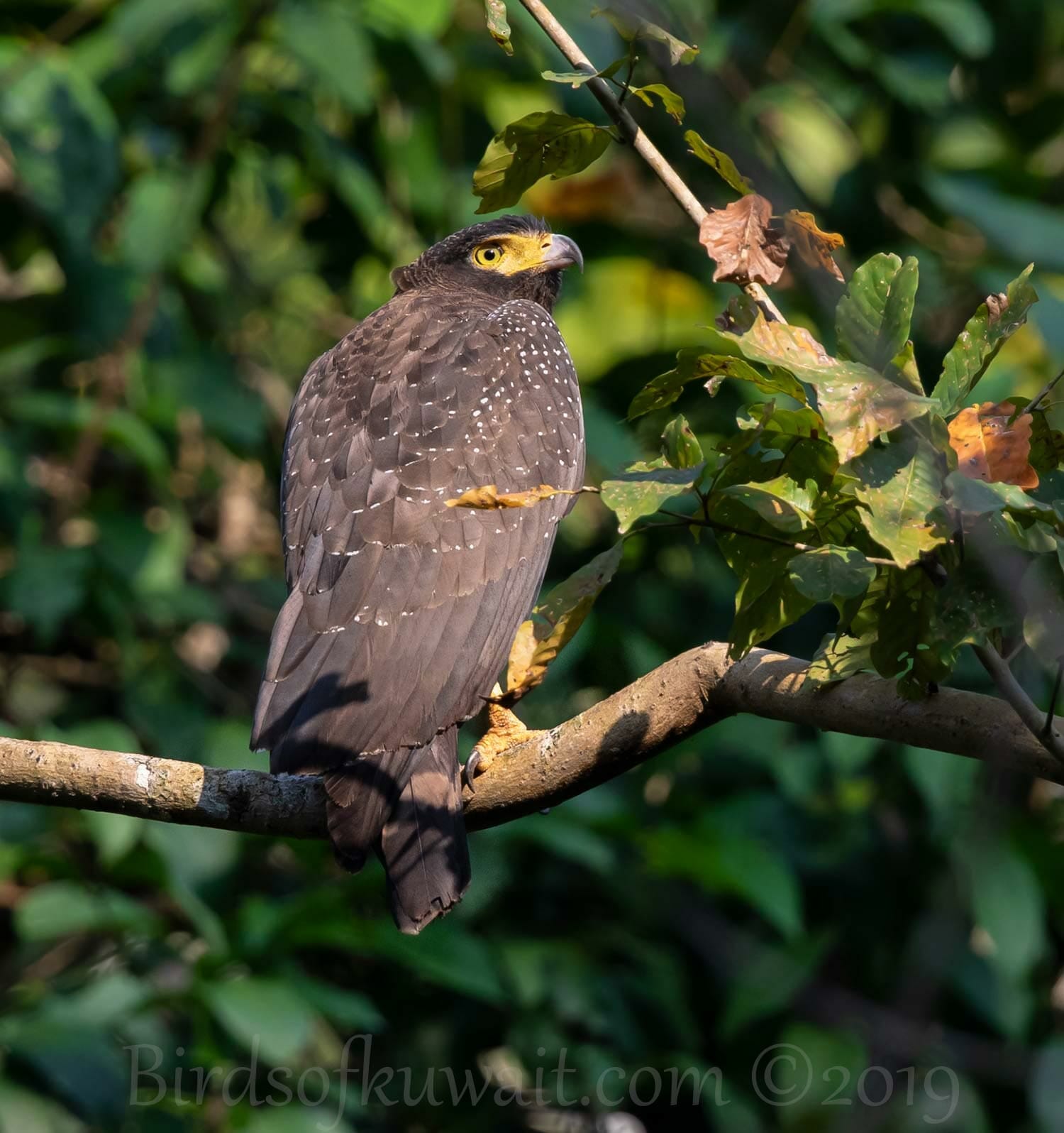 Andaman Serpent Eagle Spilornis Elgini Birds Of Kuwait Bird