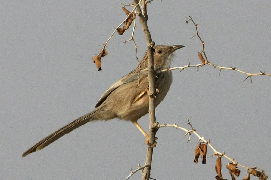 Afghan Babbler Argya huttoni