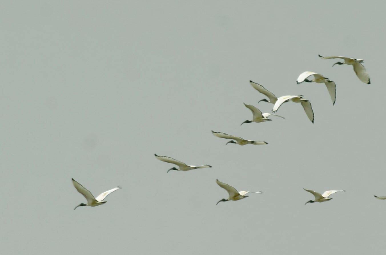 African Sacred Ibis | Birds of Kuwait | Bird Sightings from Kuwait