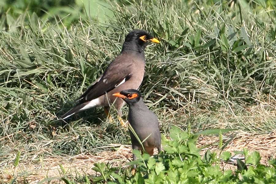 Common Myna and Bank Myna on ground