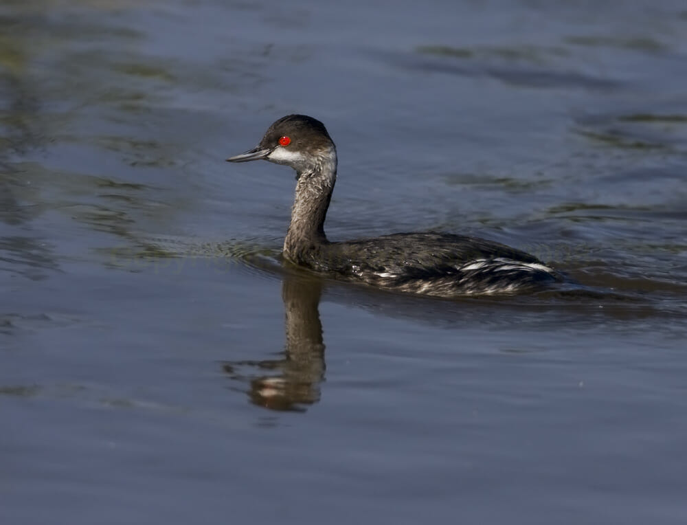 Black-necked Grebe swimming in water