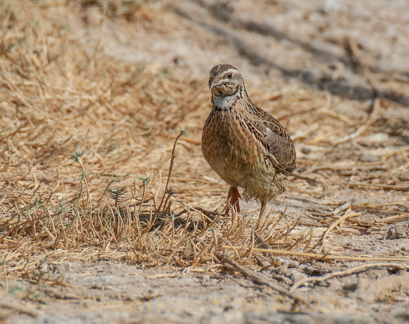 Common Quail Coturnix coturnix – Bird Sightings from Kuwait