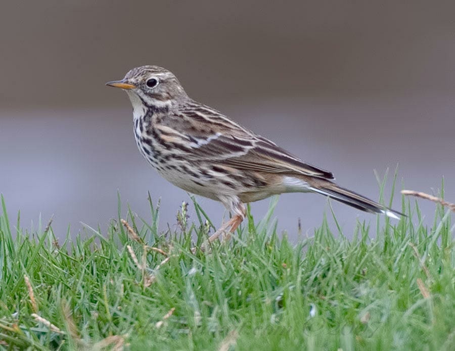 Meadow Pipit standing on green grass