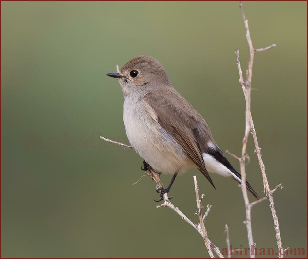 Taiga Flycatcher Ficedula albicilla – Birds of Kuwait | Bird Sightings ...