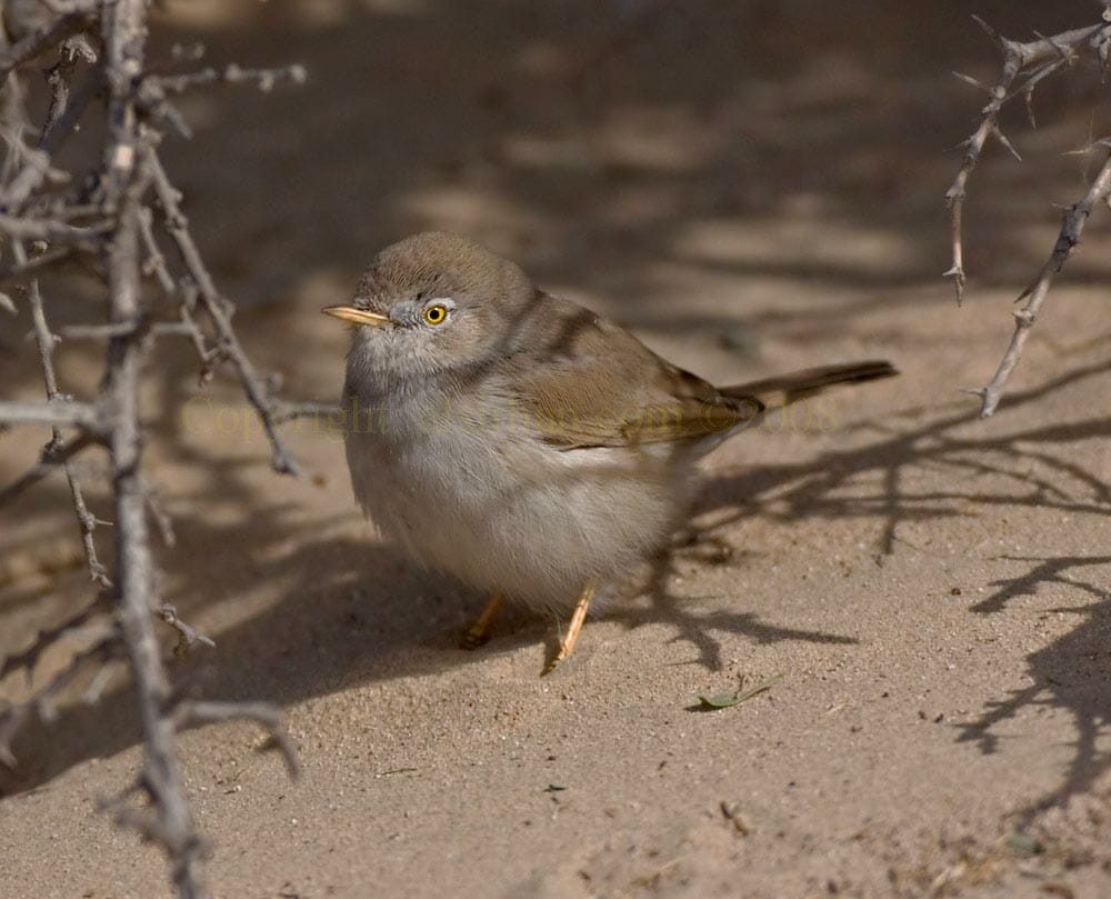 Asian Desert Warbler on ground