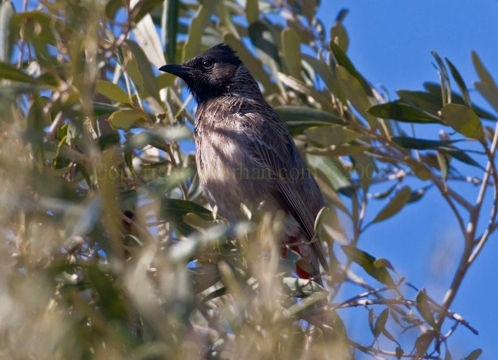 Red-vented Bulbulperching on a tree