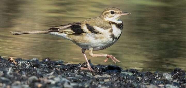 Forest Wagtail running along a track close to running water