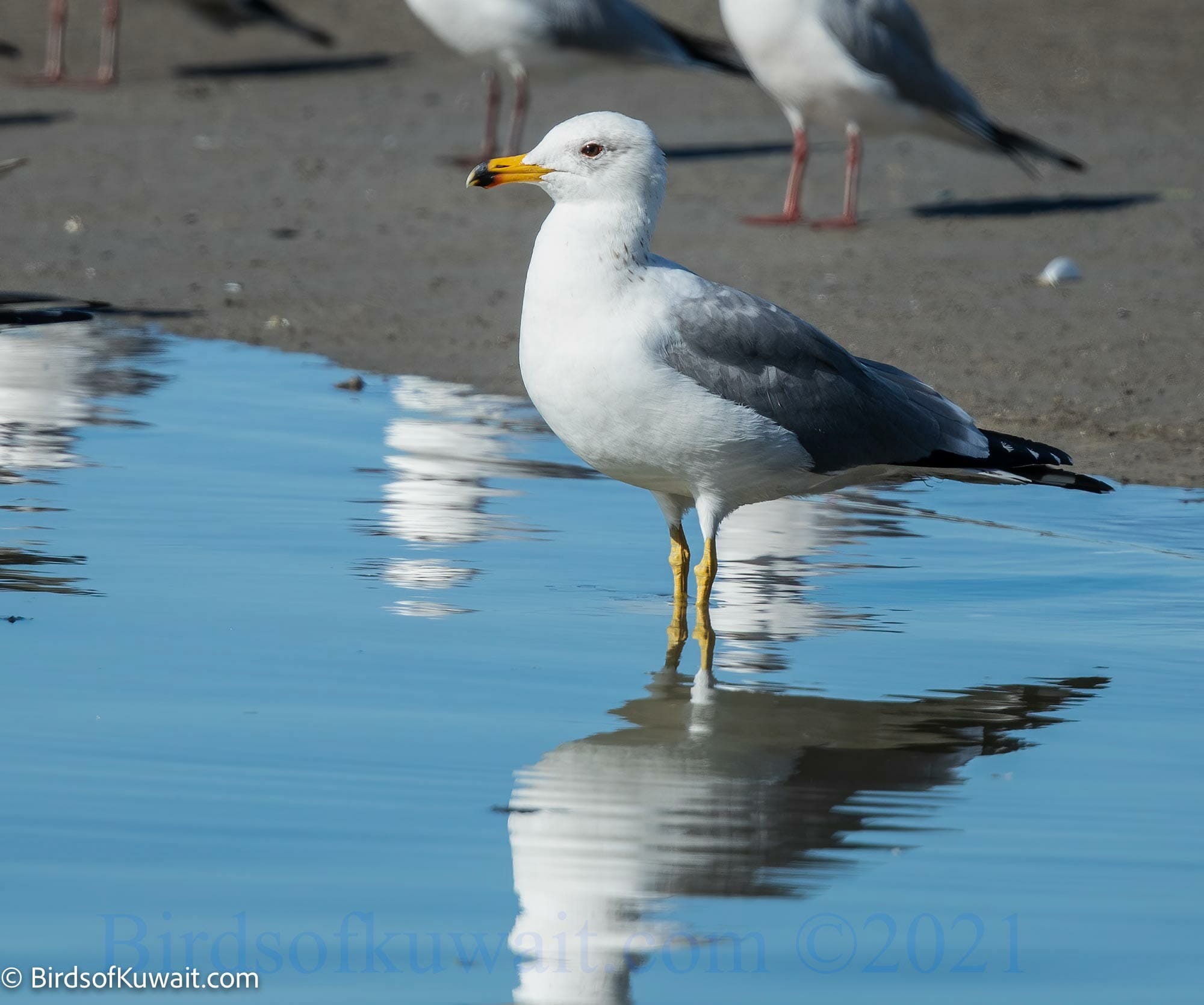 Armenian Gull Larus armenicus – Birds of Kuwait | Bird Sightings from ...