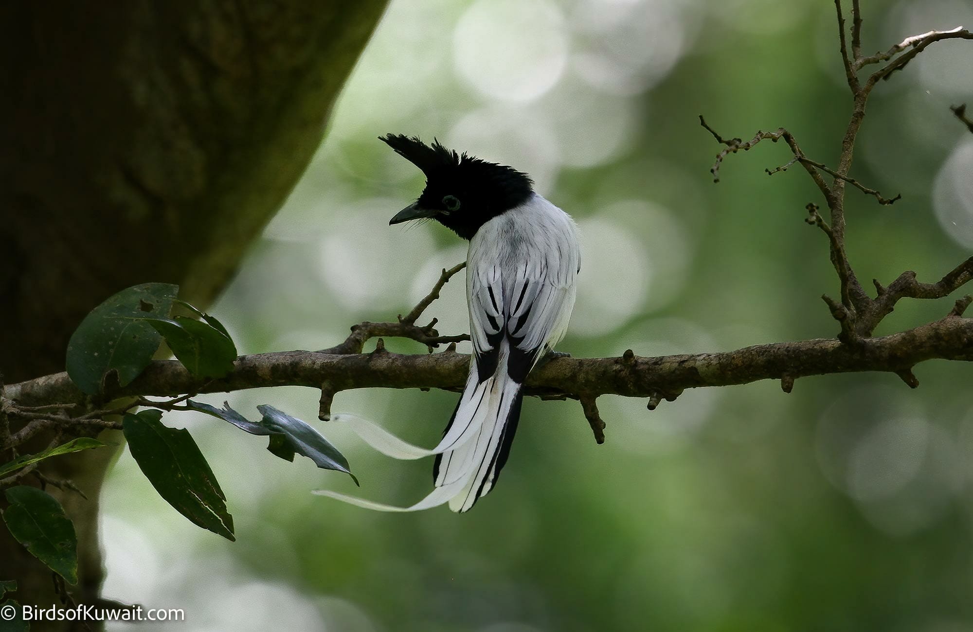 Indian Paradise-Flycatcher Terpsiphone paradisi – Bird Sightings from ...