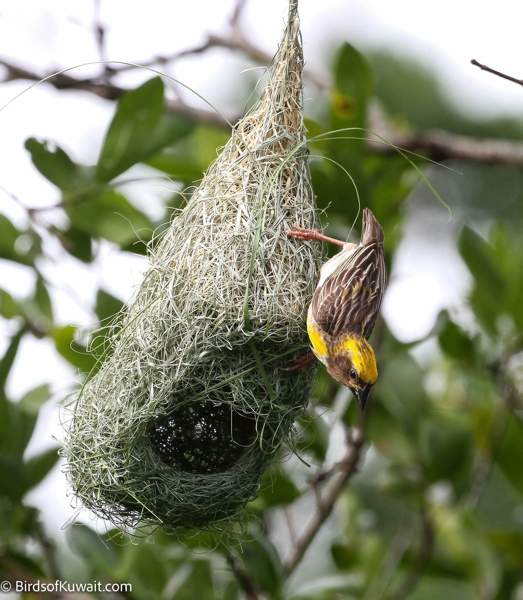 Baya Weaver Ploceus philippinus – Bird Sightings from Kuwait