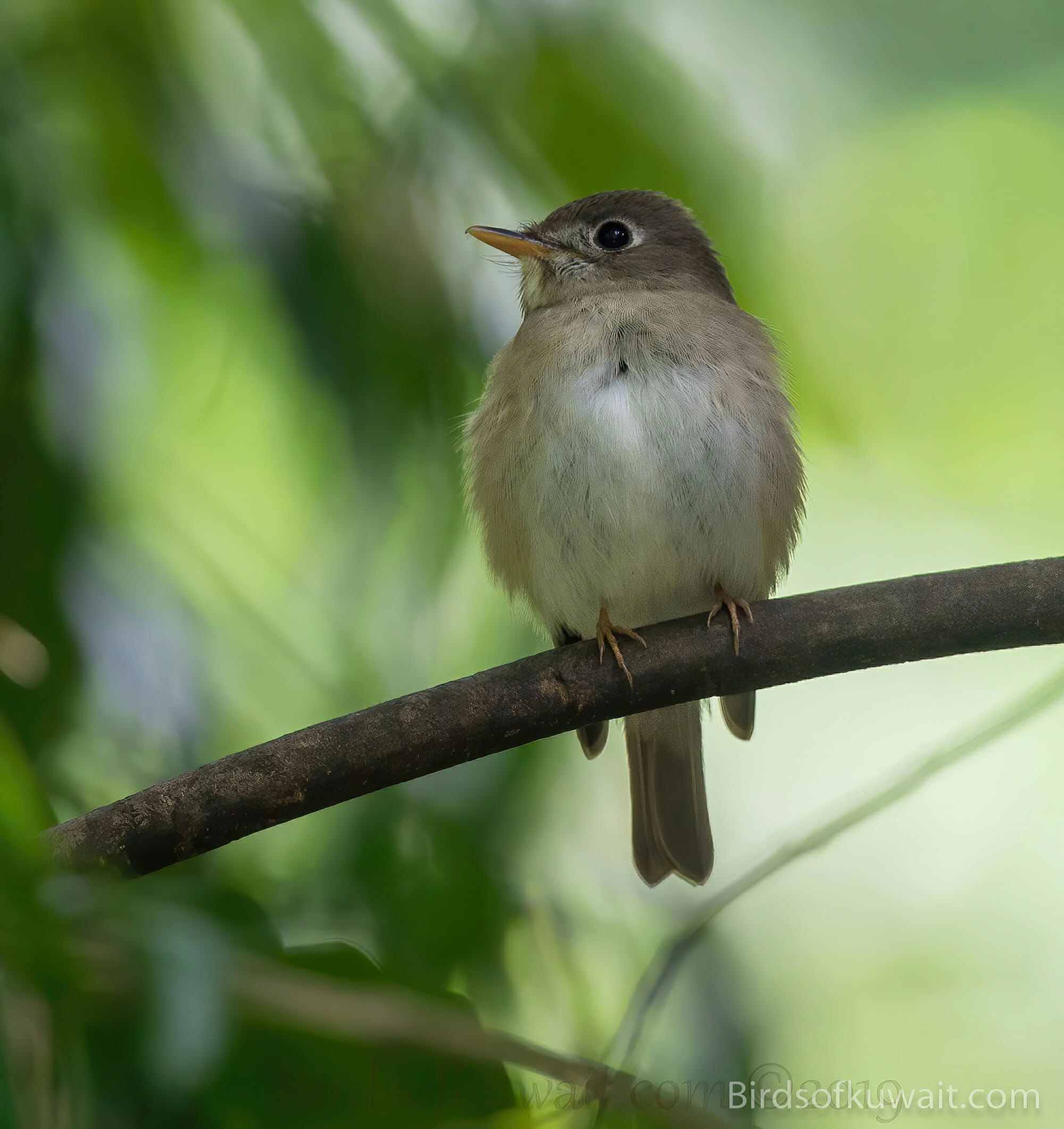 Asian Brown Flycatcher Muscicapa dauurica – Birds of Kuwait | Bird ...