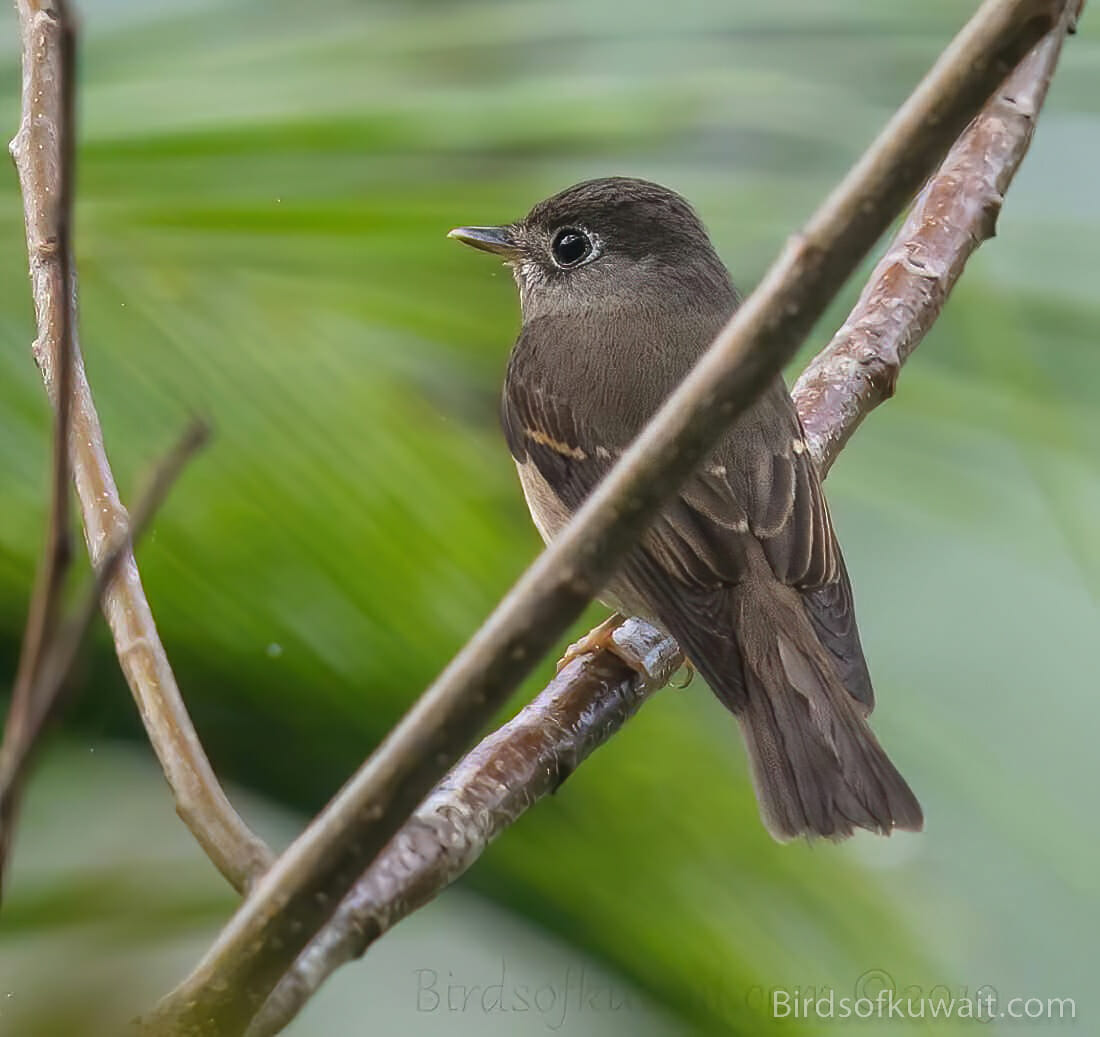 Brown-breasted Flycatcher Muscicapa muttui – Bird Sightings from Kuwait