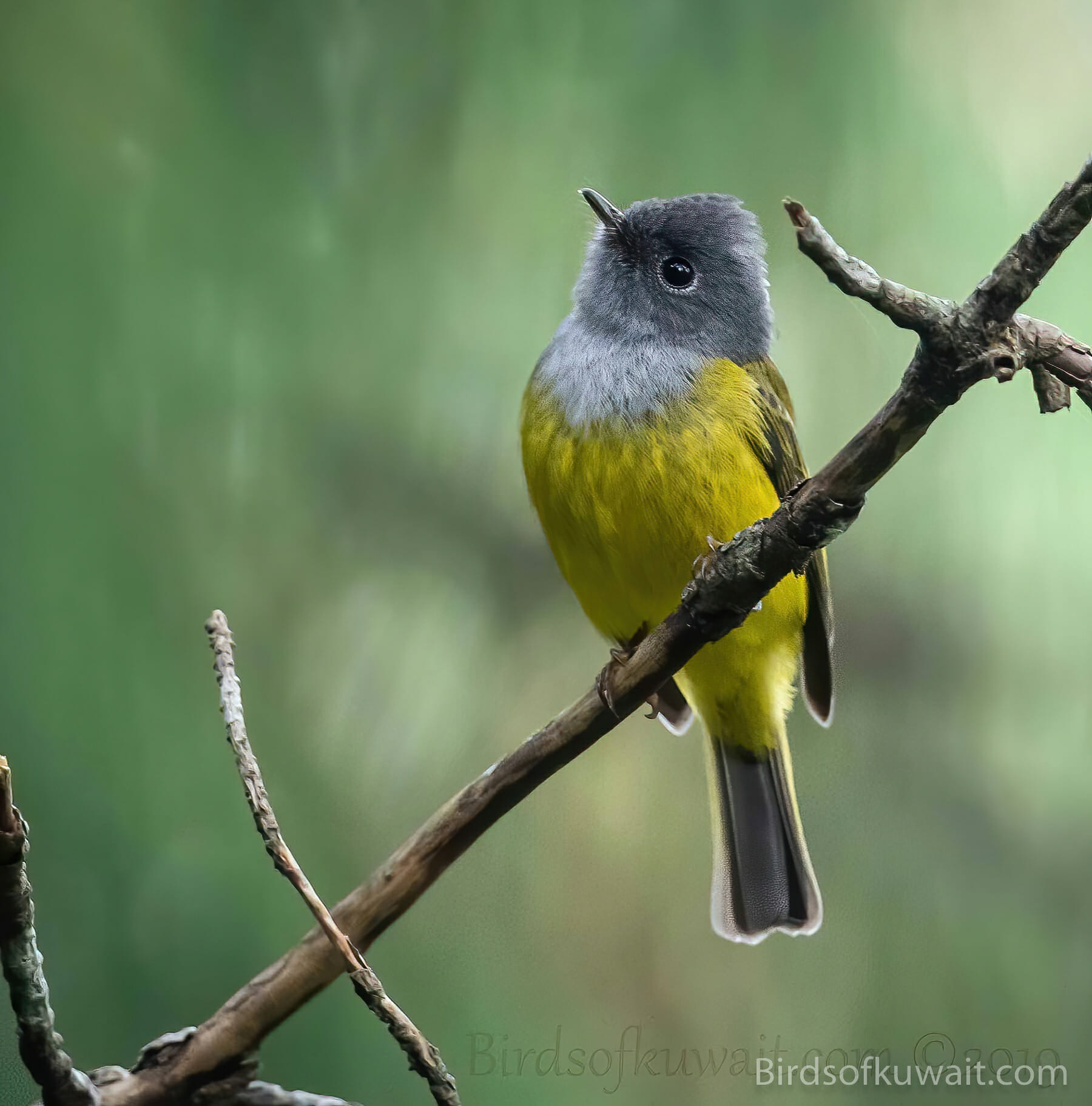 Dull-blue Flycatcher Eumyias sordidus – Birds of Kuwait | Bird ...