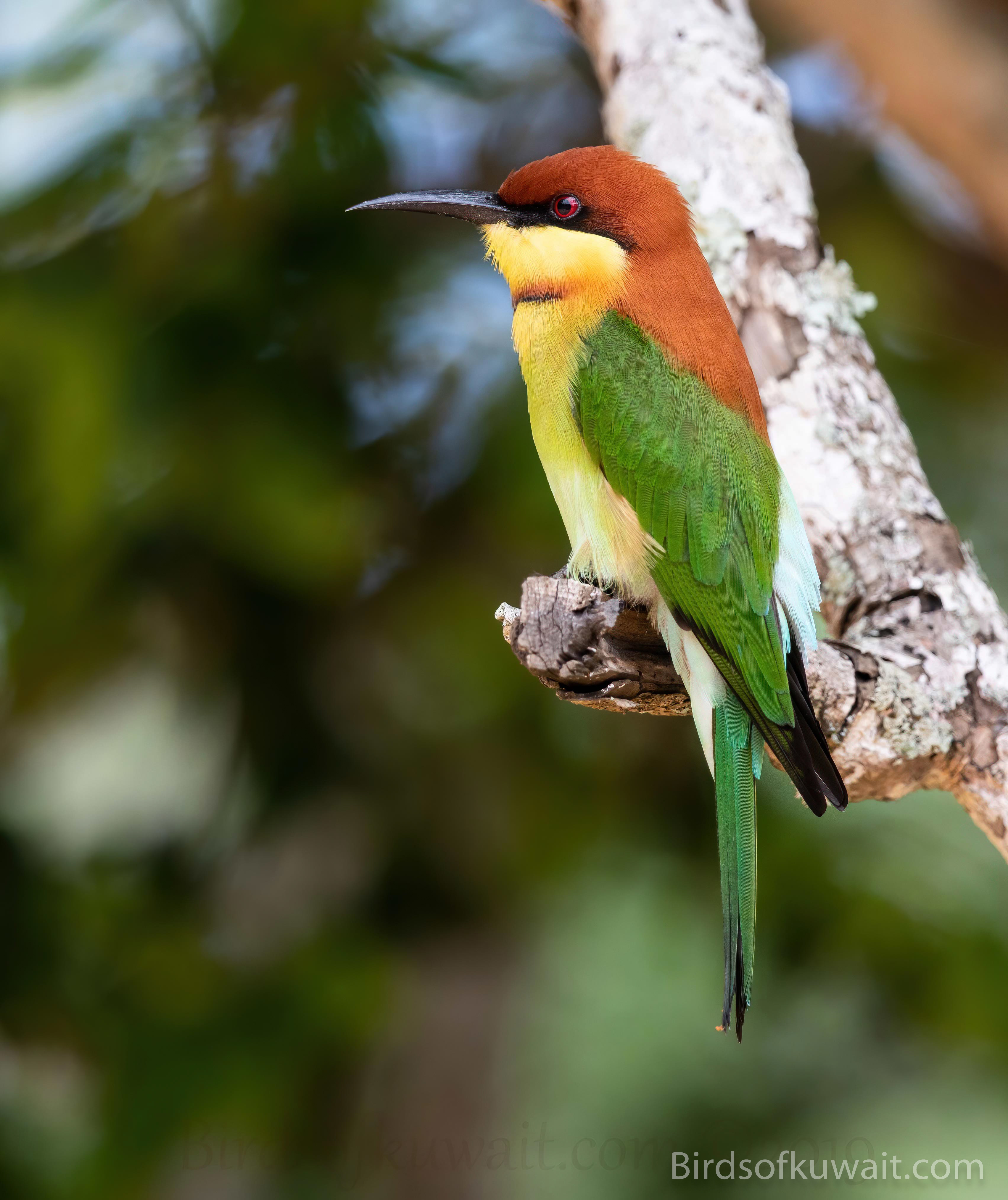 Chestnut-headed Bee-eater Merops leschenaulti – Bird Sightings from Kuwait