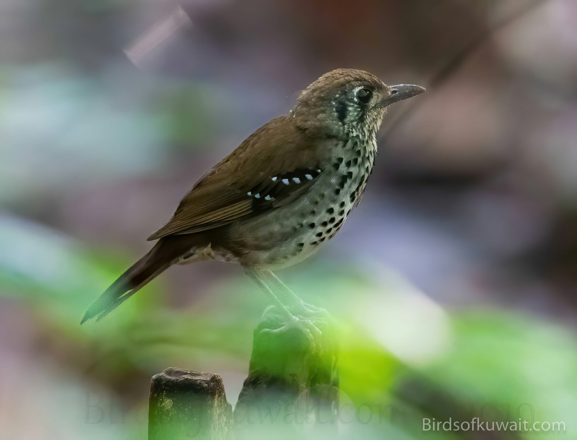 Spot-winged Thrush Geokichla spiloptera – Bird Sightings from Kuwait