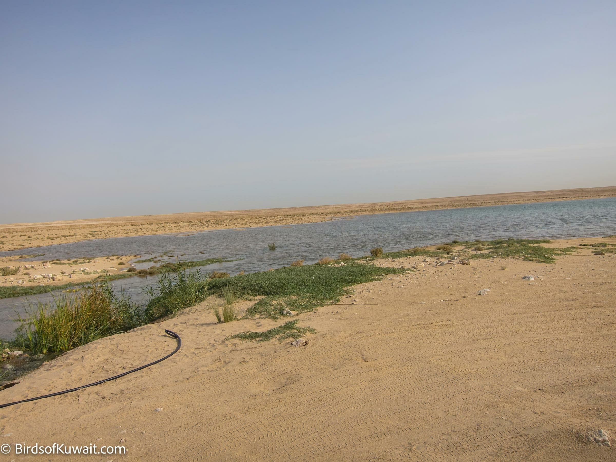 Wadi Um Erimam pool inside Sabah Al-Ahmad Natural Reserve – Bird ...