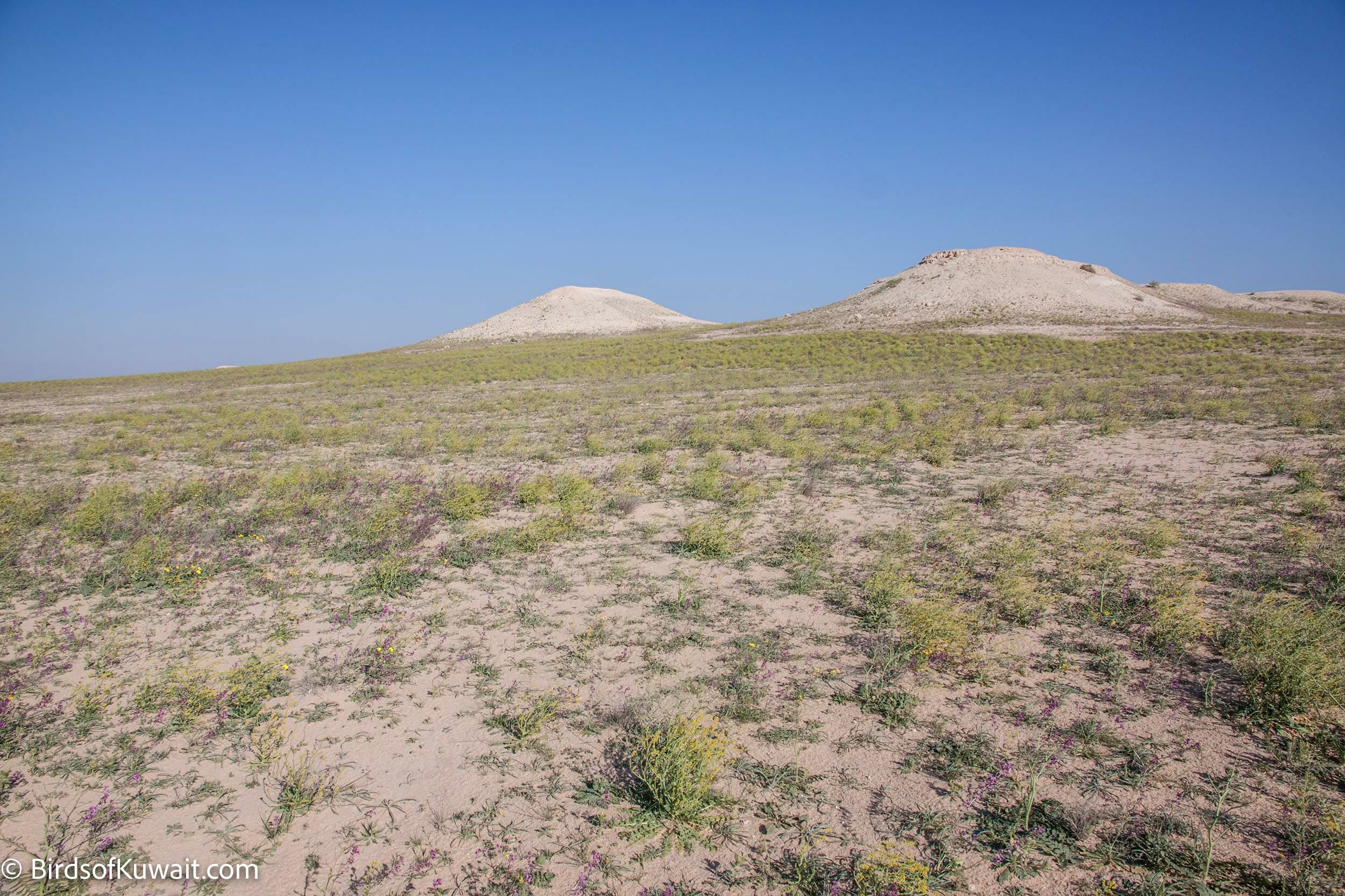 Sabah Al-Ahmad Natural Reserve – Birds of Kuwait | Bird Sightings from ...