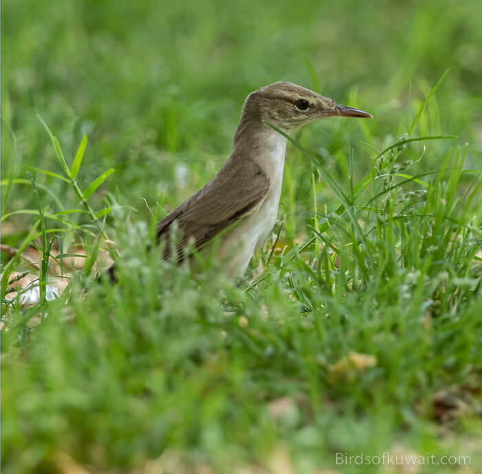 Most birdwatchers visit Kuwait in birding tours to see the vulnerable Basra Reed Warbler 
