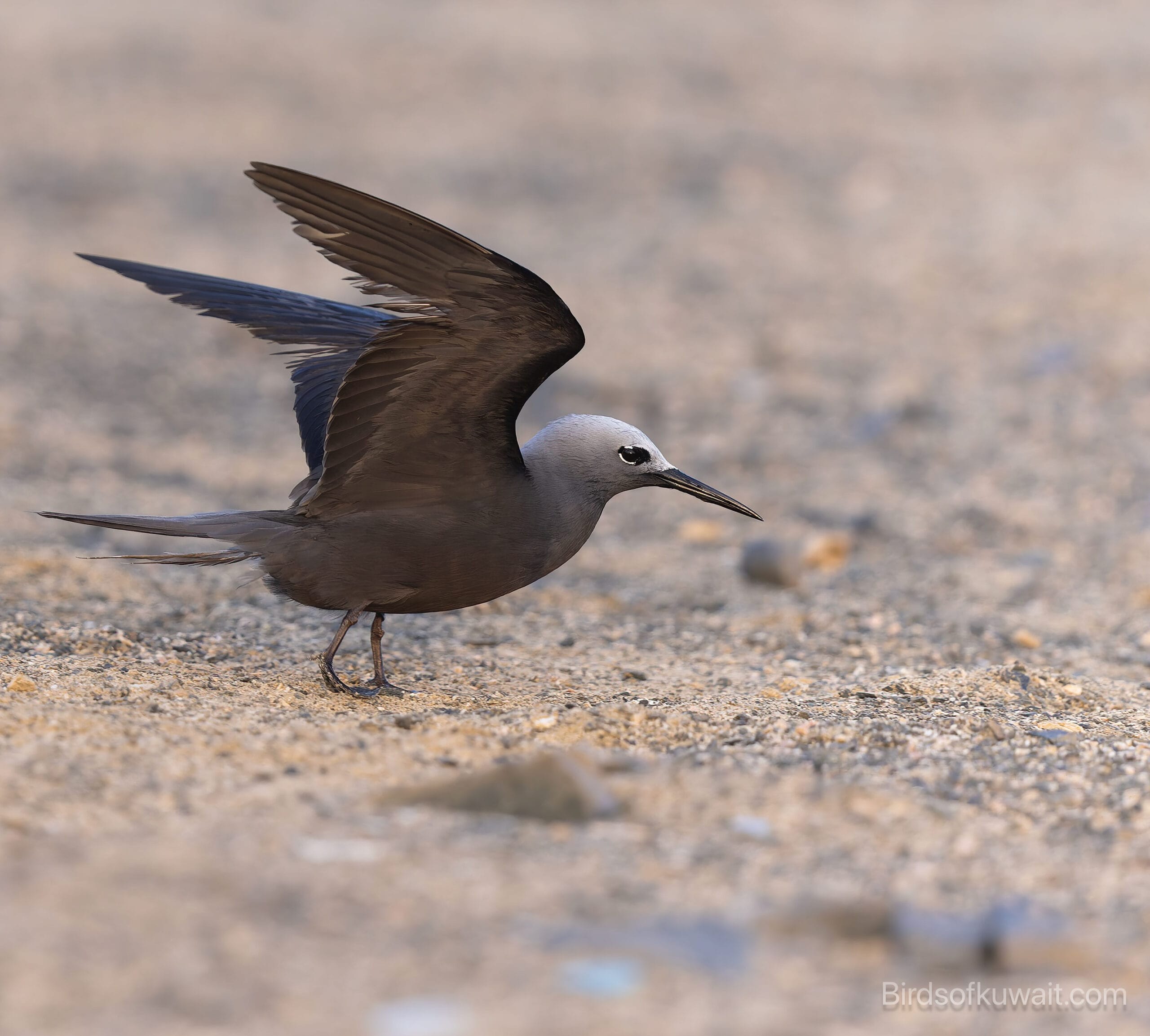 Lesser Noddy Anous tenuirostris