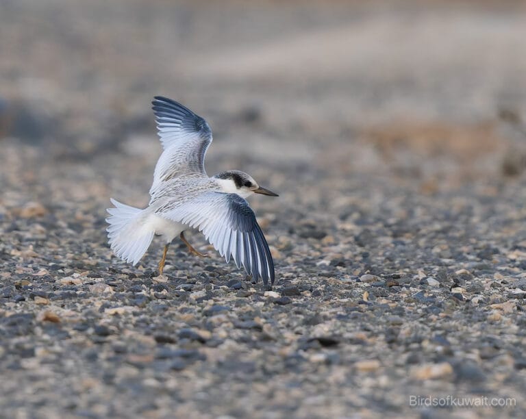 Saunders's Tern Sternula saundersi