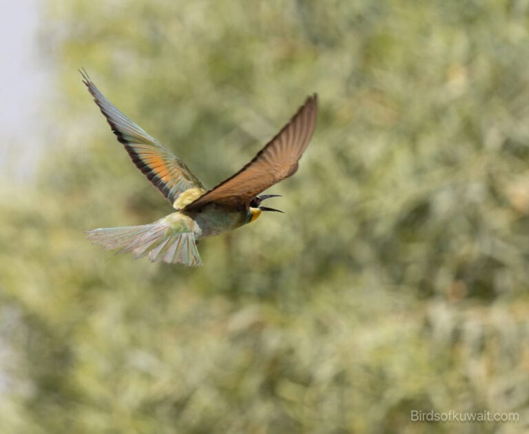 European Bee-eater Merops apiaster