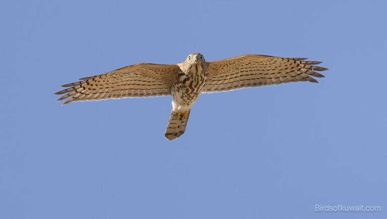 Asian Shikra Accipiter badius cenchroides