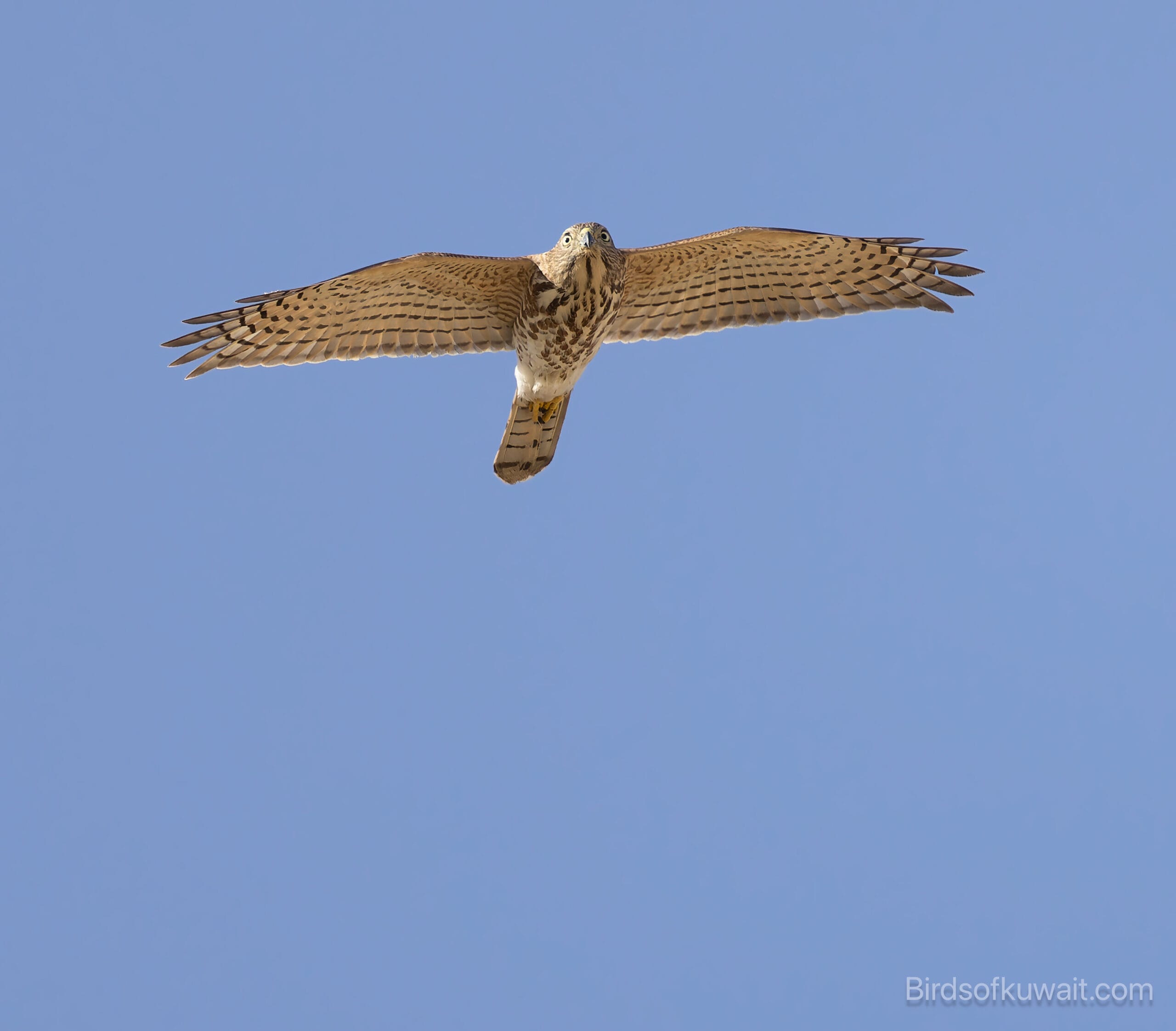 Asian Shikra Accipiter badius cenchroides