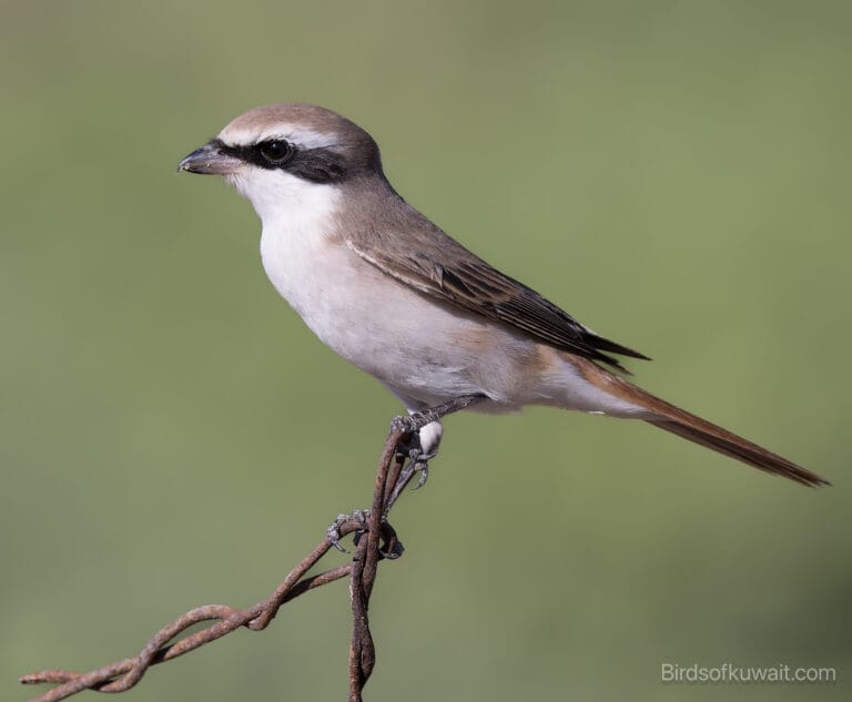 Red-tailed Shrike Lanius phoenicuroides