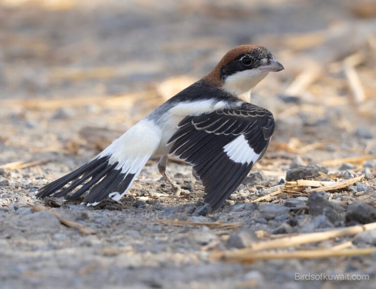 Woodchat Shrike Lanius senator linoticus